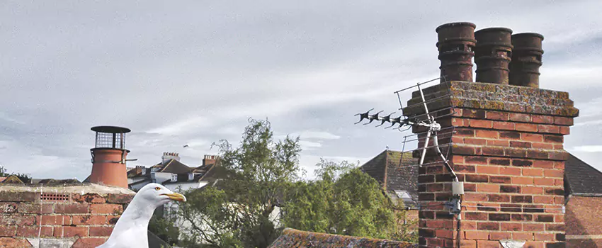 Chimney Cleaning And Restoration in Pottstown, Pennsylvania